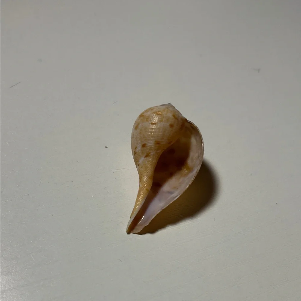 Natural Seashell Collection for Small Pets